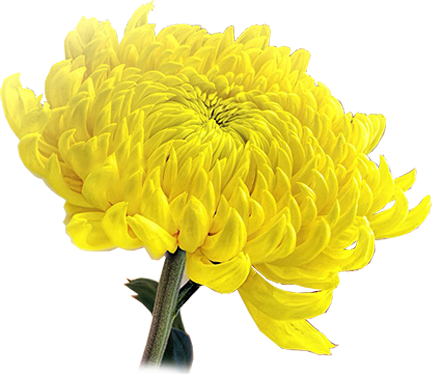 Chrysanthemum