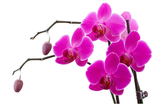兰花 Orchid