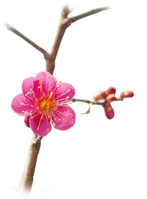 梅花 Prunus mume