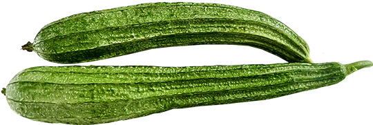丝瓜 Luffa cylindrica