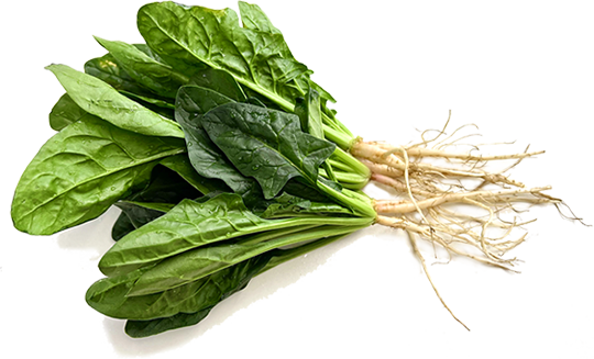 菠菜 Spinach
