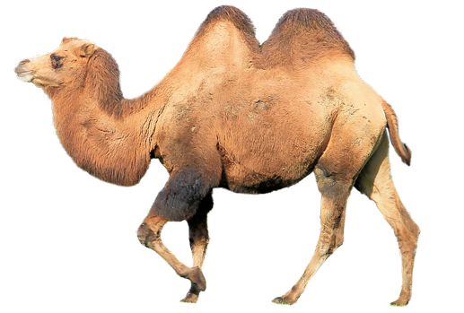 Camel