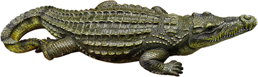 鳄鱼 Crocodile