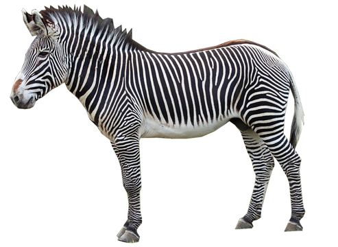 斑马 Zebra